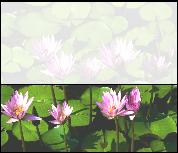 Colour